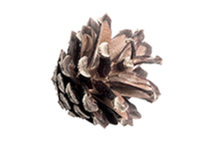 Brown pine cone isolated on a transparent background png