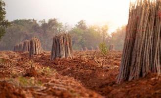 Cassava farm. Manioc or tapioca plant field. Bundle of cassava trees in cassava farm. The plowed field for planting crops. Sustainable farming. Agriculture in developing countries. Staple food crop. photo