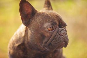 Profile of a French bulldog on a grass background. Portrait of a young dog. photo