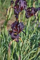 Argaman burgundy wild iris or Iris atropurpurea or coastal iris blooming in spring field in spring at sunset photo
