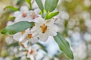 Almond flowers closeup. Flowering branches of an almond tree in an orchard. The bee collects nectar and pollinates flowering trees Early spring photo
