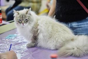Siberian cat sits with its paws folded on the table photo
