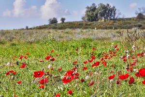 salvaje rojo anémona flores floración entre el verde césped en el prado. maravilloso primavera floreciente paisaje en el reserva de el nacional parque. del Sur Israel. foto