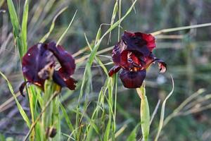 argamán borgoña salvaje iris o iris atropurpurea o costero iris floreciente en primavera campo en primavera a puesta de sol foto