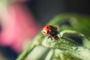 ladybug on leaf close up on a dark blue background photo