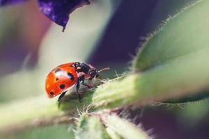 ladybug on leaf close up on a dark background photo