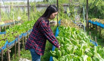 The woman farmer treating fresh vegetables green Lettuce from garden organic farm. photo
