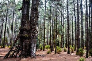 Trees in the forest photo