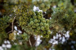 green cypress tree forming a backdrop on a summer day in Spain photo