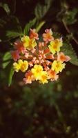 Oeste indio lantana flor comúnmente conocido como gandapana salvaje flor foto