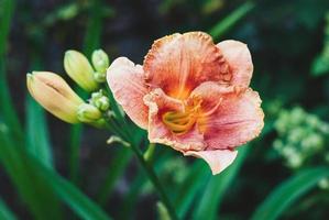 Daylily Longfields Marmalade orange flower, close-up photo