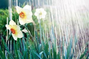 Watering daffodils flowers, April showers bring may flowers photo