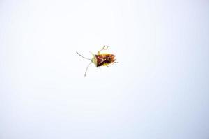 vistoso insecto en un blanco brillante antecedentes en de cerca foto