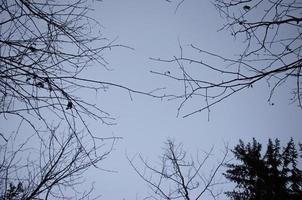 a background of leafless twigs in a grey sky photo