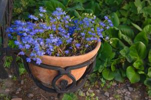 decorating the streets with flowers, small blue flowers in a pot on the street photo