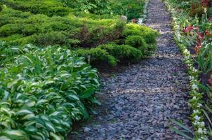 camino en el jardín de grava a los lados crecen plantas, hosta y enebro de bajo crecimiento foto