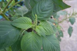 selectively focus on wild spinach or pull out spinach green flowers, scientific language is called Amaranthus viridis photo