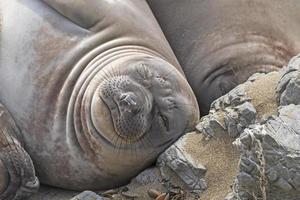 Female Elephant Seal Sleeping on the Beach photo