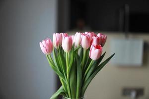 Spring pink tulips, spring time photo