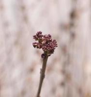 Blooming Spring buds photo