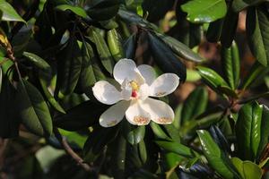 Magnolia flower blossomed on the deep green background. photo