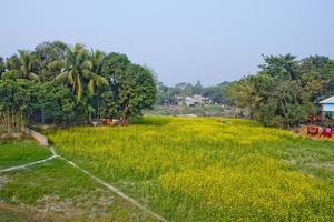 Mustard flowers blooming on the village fields. photo