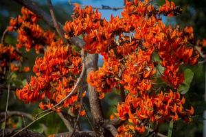 The beautiful reddish-orange Butea monosperma flower blooms in nature in a tree in the garden. photo