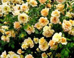 Apricot Noisette Rose 'Crepescule' in a garden photo