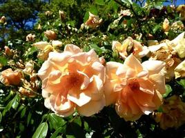 Apricot-yellow Noisette rose 'Crepescule' photo