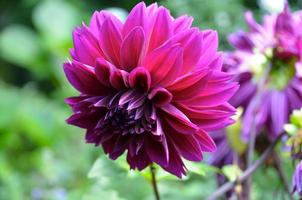 Reddish purple dinnerplate dahlia 'Thomas Edison' in a garden photo