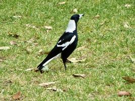 Australian black and white magpie photo