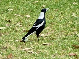 Australian black and white magpie photo