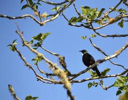 Tui bird, Prosthemadera novaeseelandiae, North Island, New Zealand photo