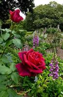 Hybrid Tea Rose 'Mr. Lincoln' growing in an Australian garden photo