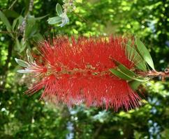 'Crimson Bottlebrush' evergreen shrub growing in a garden photo