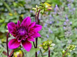 'Thomas Edison' purple dahlia in cottage garden photo