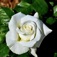Luminous white hybrid tea rose 'Pope John Paul II'' photo