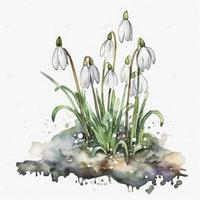 free snowdrops flowers water color, pastel ,white background , generat ai photo