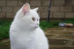 linda gato es posando a de casa jardín foto