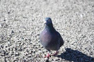 Cute Pigeon in the Local Public Park of Luton Town of England UK photo