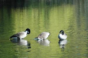 Cute Water Birds at The Lake of Public Park of Luton England UK photo