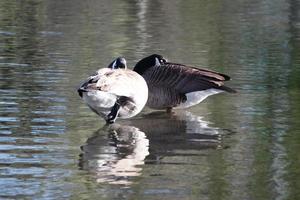 Cute Water Birds at Lake Side of Local Public Park photo