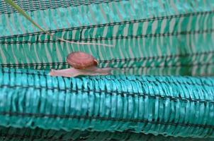 A little garden snail on the green net. photo