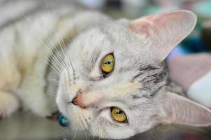 Portrait of cute a American Shorthair cat with yellow eyes, shows emotion and character. photo