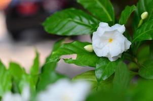 el hermosa blanco doble capa jazmín flor y verde hojas detrás. foto