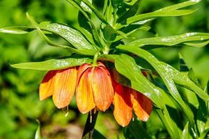 Unusual fritillaria flower in the summer garden. Gardening and farming, plant growing. photo
