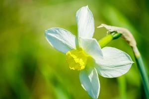 Young white daffodils in garden. Close up spring flowers in  the sun. photo