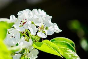 Cherry flowers on a branch close-up. Blooming tree in the garden. photo