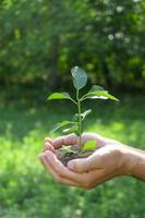 Ecology and gardening concept. Nature vertical background. A plant in hands on a green background photo