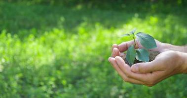 Save the planet,  planting day concept. Nature banner background. A plant in hands on a greenery background photo